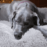 Jumbo plus Orthopedic Dog Bed with Removable Cover for Extra Large Breed Dogs with Zippered Closure Orthopedic Burrow Pet Bed 48 Inches Faux Fur for Senior Dogs Machine Washable - Image 7