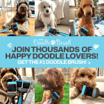 Doodle Brush for Dogs - Dog Hair Brush, Dog Brush for Poodles, Goldendoodle Brush, Bernedoodle - Flexible Head Slicker Brush for Dogs, Poodle Brush, Labradoodle Brush, Sheepadoodle - Dual Head - Image 5