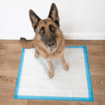 Wee-Wee Pee Pads for Dogs and Puppies Training L Gigantic, XL, Standard & Little L Absorbent Pee Pads for Training Puppies, Leak-Proof 6-Layer Technology, 24 Hour Protection Guaranteed - Image 2