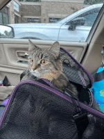 Soft Pet Carrier for Large and Medium Cats, 2 Kitties, Small Dogs. Easy to Get Cat In, Great for Cats That Don'T like Carriers (Black) - Image 6